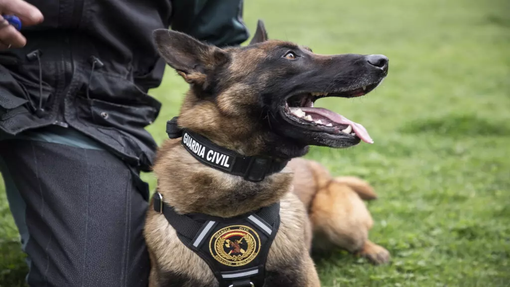 Servicio Cinológico y de Remonta