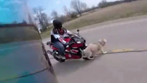 Perro atropellado provocando un accidente