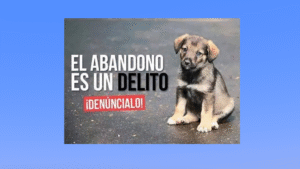 Perro abandonado