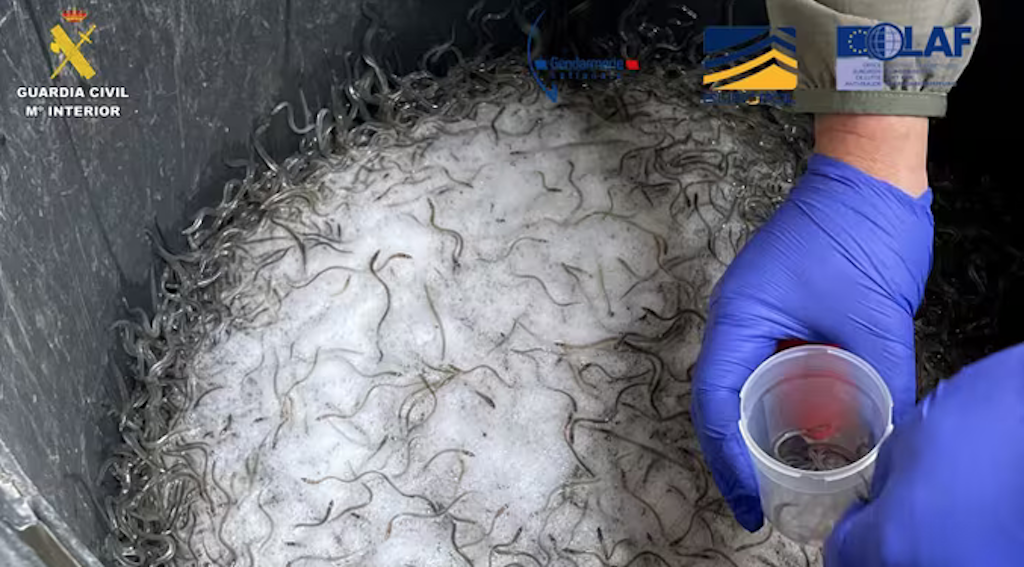 Desarticulada una red ilegal de tráficos de angulas.