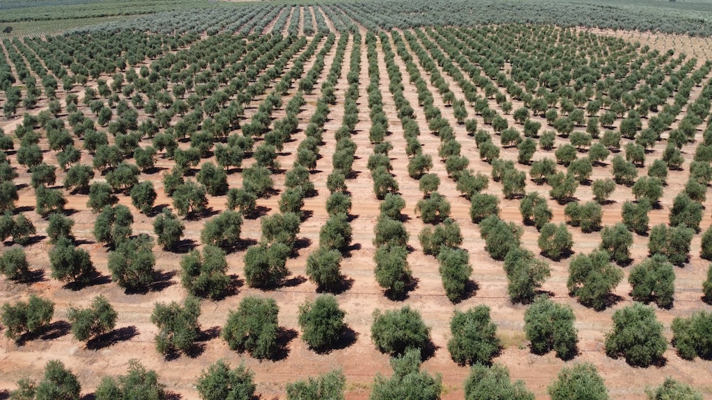 Recuperados mas de 500 kilos de aceituna robada.