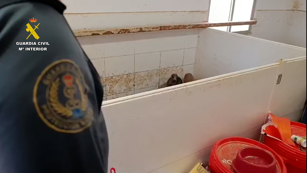 Desarticulada en Sevilla una red de tráfico ilegal de especies exóticas con 256 animales protegidos
