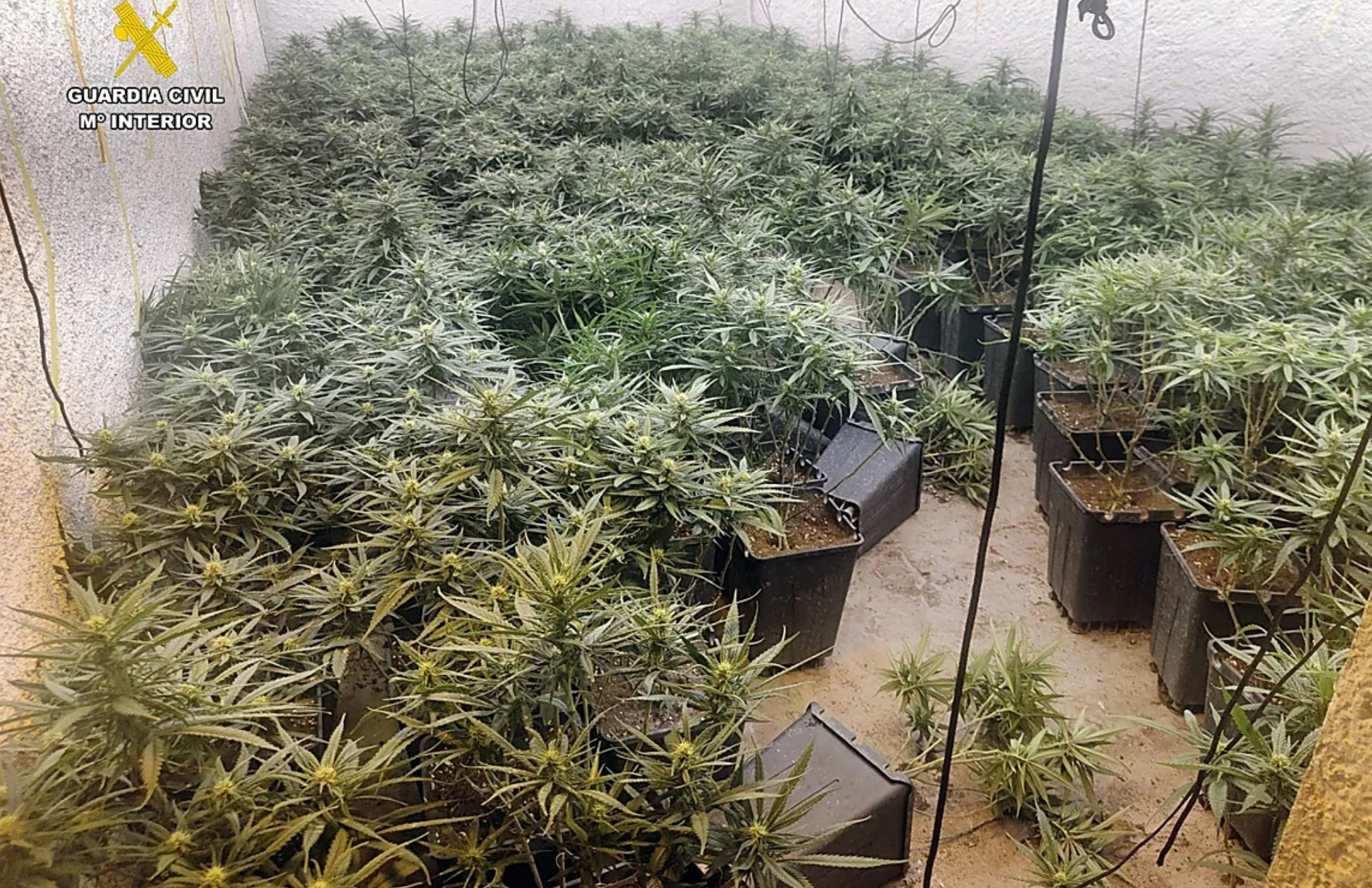 Desmantelada una plantación de marihuana en Almeria