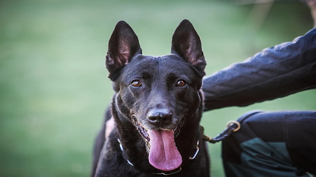 Júper, perro antidroga de la Guardia Civil de Granada